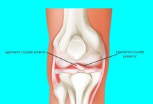 Qual a função dos ligamentos cruzados anterior e posterior do joelho