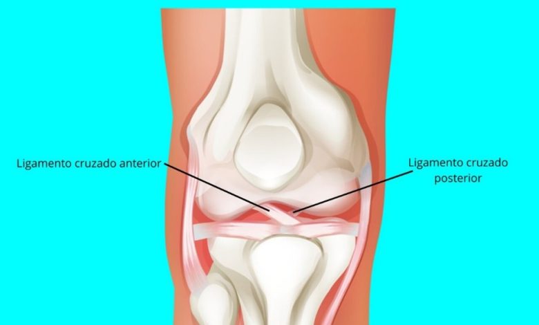 Qual a função dos ligamentos cruzados anterior e posterior do joelho
